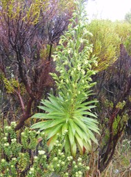 Heterochaenia rivalsii (6)