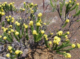 Hubertia tomentosa var conyzoides