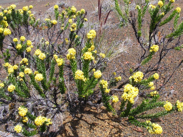 Hubertia tomentosa var conyzoides