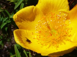 Hypericum lanceolatum