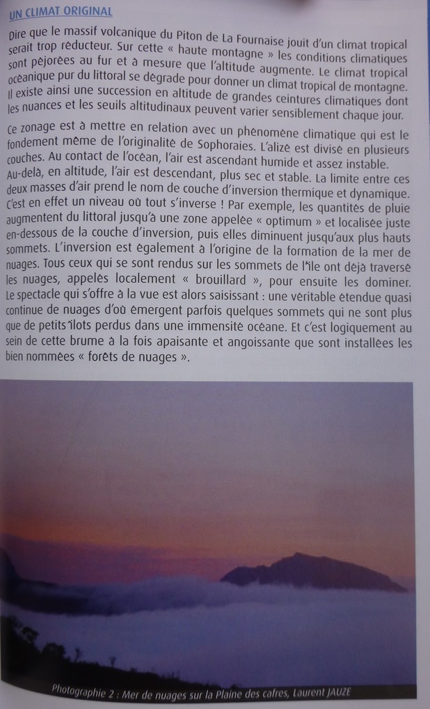 le Sophora denudata un arbre fontaine au Volcan (2)