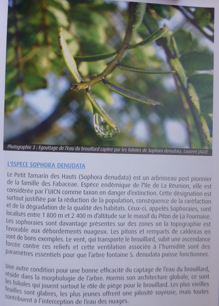 le Sophora denudata un arbre fontaine au Volcan (4)