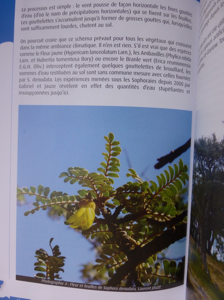 le Sophora denudata un arbre fontaine au Volcan (5)