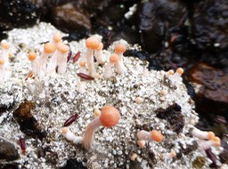 Lichen (2)