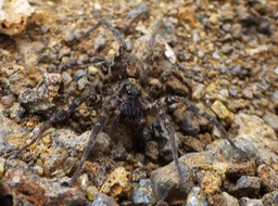 Lycosa vulcani (1)