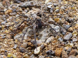 Lycosa vulcani (3)