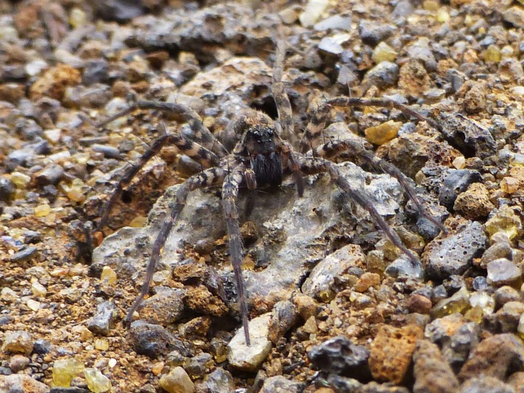 Lycosa vulcani (3)