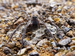 Lycosa vulcani (4)