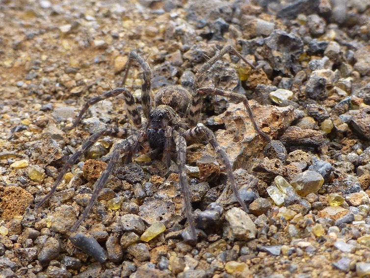 Lycosa vulcani (5)