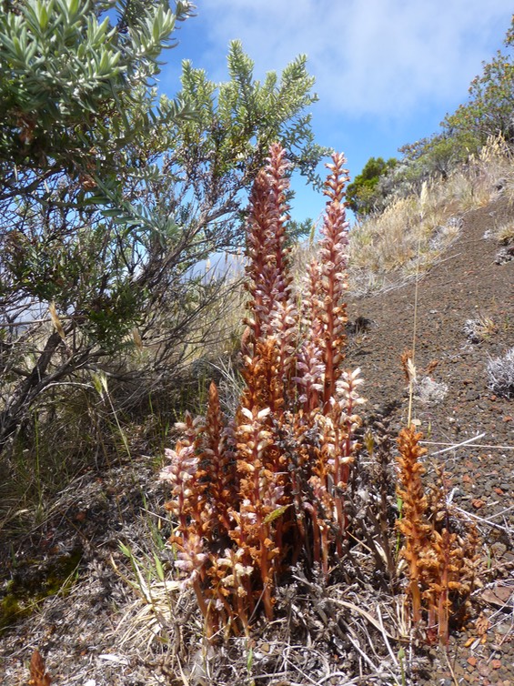 orobanche