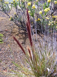 Pennisetum cafrum