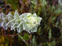 Psiadia argentea