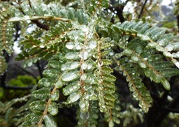 Sophora denudata (1)