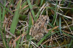 Bufo gutturalis - Prince charmant - BUFONIDAE - Exotique
