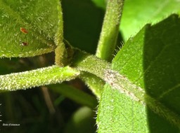 Claoxylon dolichostachyum ??  bois d'oiseaux.euphorbiaceae. P1820877