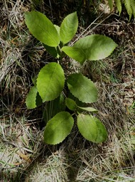 Claoxylon dolichostachyum ??  bois d'oiseau .euphorbiaceae.P1820951