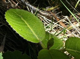 Claoxylon dolichostachyum ??.bois d'oiseaux . euphorbiaceae.P1820936