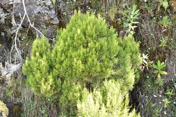 Erica arborescens- Branle filao - ERICACEAE - Endémique Réunion.jpg