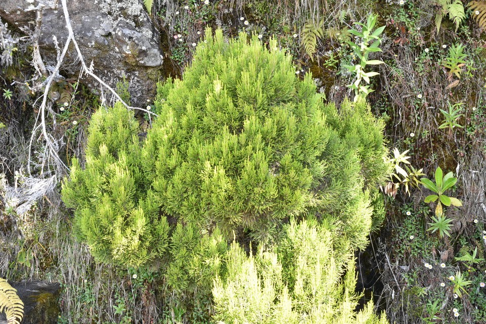 Erica arborescens- Branle filao - ERICACEAE - Endémique Réunion.jpg