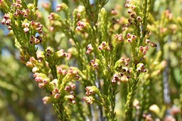 Erica reunionensis - Branle vert - ERICACEAE - Endémique Réunion