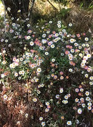 Erigeron karvinskianus.marguerite folle . asteraceae.espèce envahissante.IMG_1239