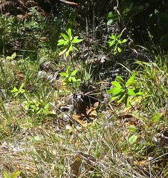 Euphorbia borbonica ?? .euphorbiaceae.P1820922