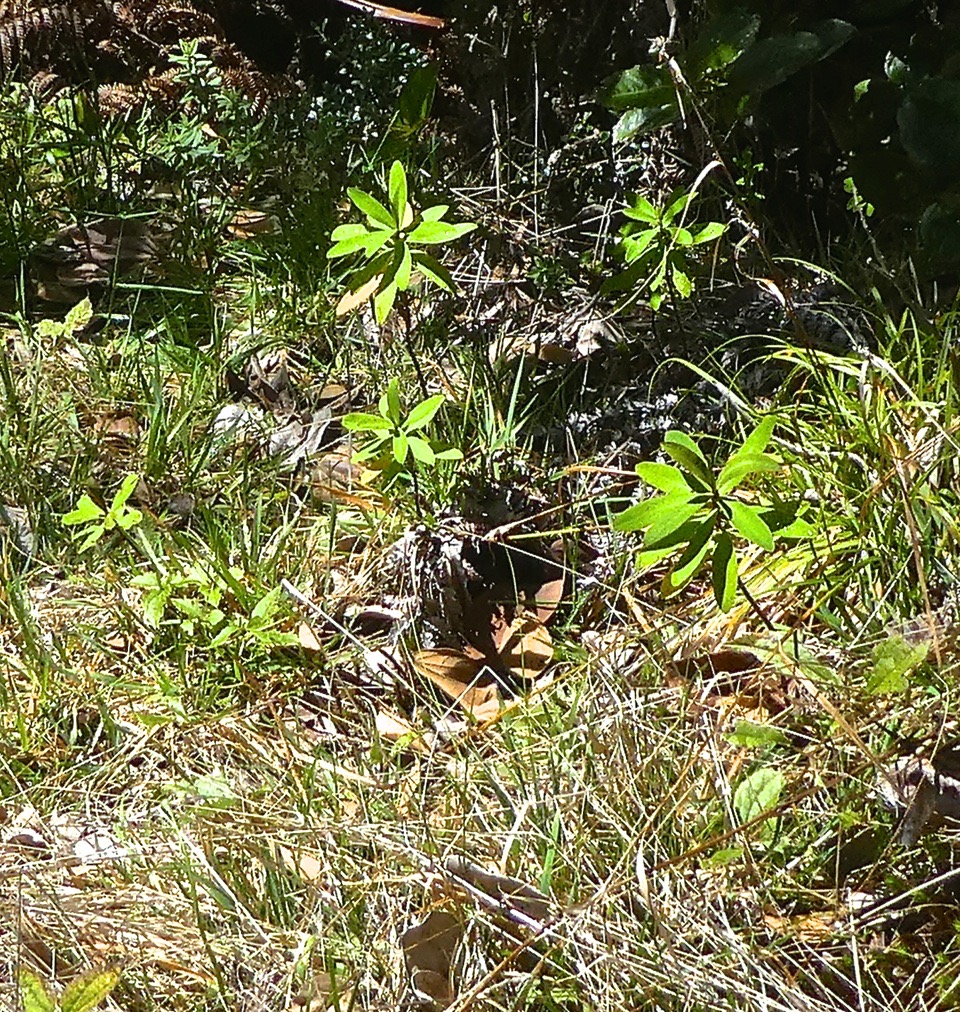Euphorbia borbonica ?? .euphorbiaceae.P1820922