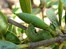 Geniostoma pedunculatum ? . petit bois de rat. bois de piment. loganiaceae.P1820783