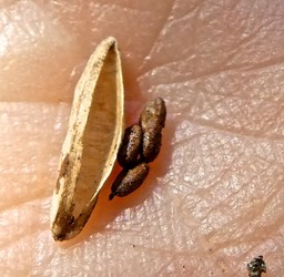 Geniostoma pedunculatum ? . petit bois de rat.bois de piment.loganiaceae.P1820819