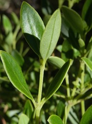 geniostoma pedunculatum ? .petit bois de rat. bois de piment. loganiaceae.