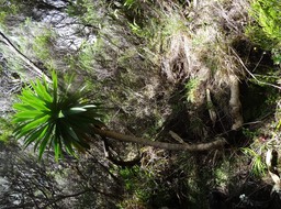 Heterochaenia (rivalsii ?) - CAMPANULACEAE - Endémique Réunion