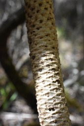 Heterochaenia (rivalsii ?) - "Tige épaisse, cylindrique, cicatrices folaires losangées, très larges, contigues "- CAMPANULACEAE - Endémique Réunion. - MAB_8825