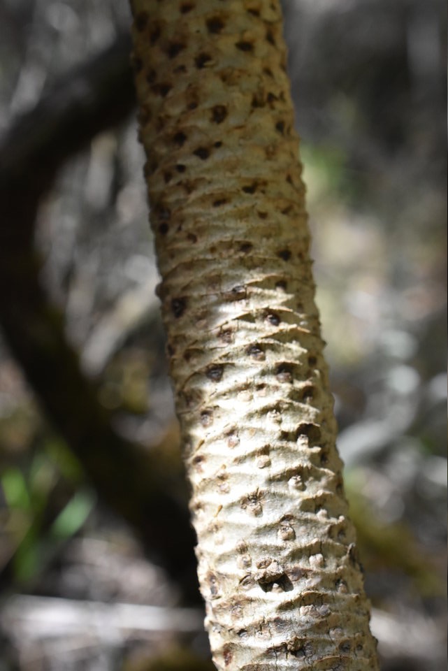 Heterochaenia (rivalsii ?) - "Tige épaisse, cylindrique, cicatrices folaires losangées, très larges, contigues "- CAMPANULACEAE - Endémique Réunion. - MAB_8825