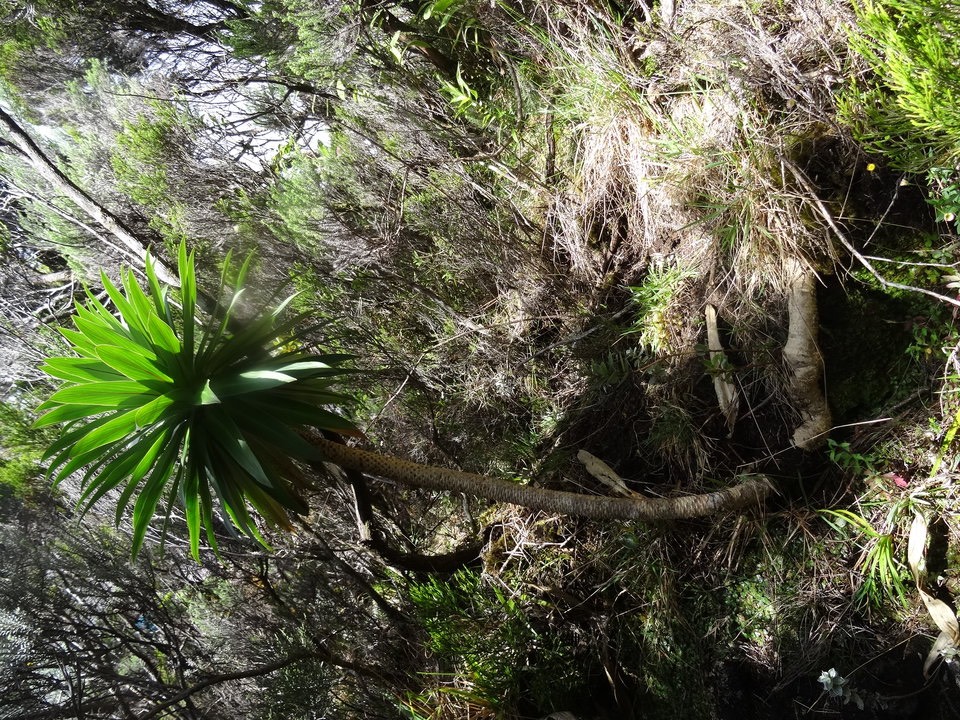 Heterochaenia (rivalsii ?) - CAMPANULACEAE - Endémique Réunion