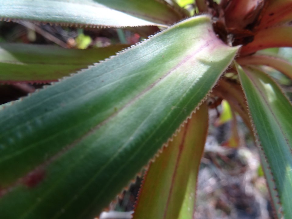 Heterochaenia (rivalsii ?) - "Limbe finement denticulé et cilioté dans le 1⁄4 inférieur" - CAMPANULACEAE - Endémique Réunion - DSC02207