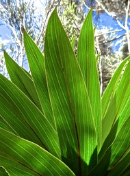 Heterochaenia rivalsii. (détail des nervures) campanulaceae. endémique Réunion.P1830150