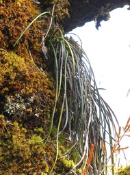 Vitaria isoetifolia.fougère ficelle.pteridaceae.P1830034