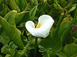 Zantedeschia aethiopica.arum d'Ethiopie. araceae.P1820993