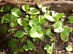 Centella asiatica - Cochlearia - APIACEAE - Indigène Réunion