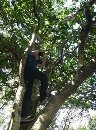 Dans le Bois d'éponge