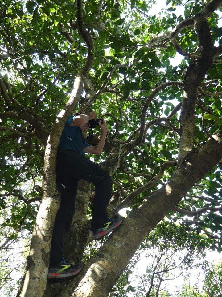 Dans le Bois d'éponge
