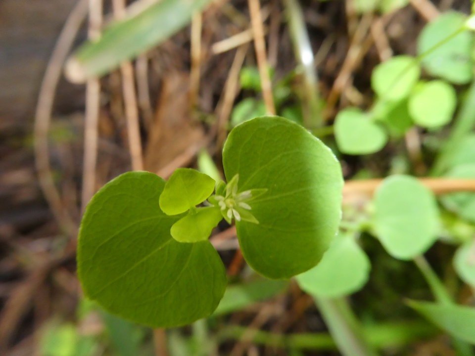 Drymaria cordata - Pilipili - CARYOPHYLLACEAE - EE