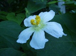 Lagemaria sphaerica - Calebasse sauvage - CURCUBITACEAE - EE