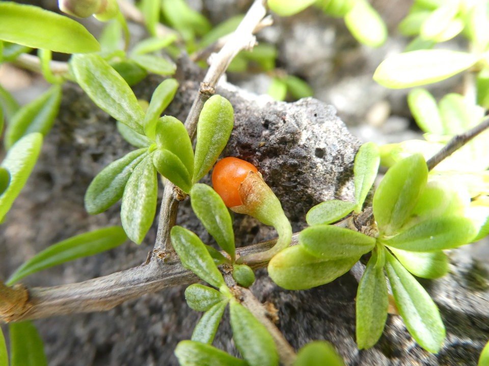 Lycium mascarenense - Souveraine de mer - SOLANACEAE - Indigène Réunion - P1020478