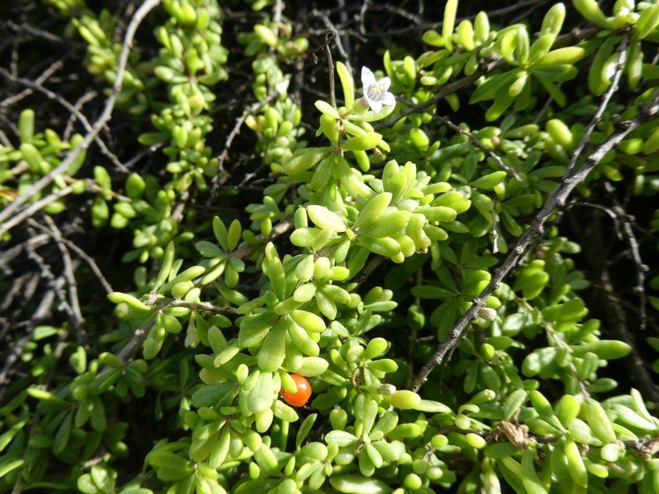 Lycium mascarenense - Souveraine de mer - SOLANACEAE - Indigène Réunion - P1020476