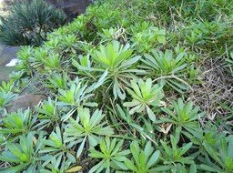 Psiadia retusa - Saliette - ASTERACEAE - Endémique Réunion