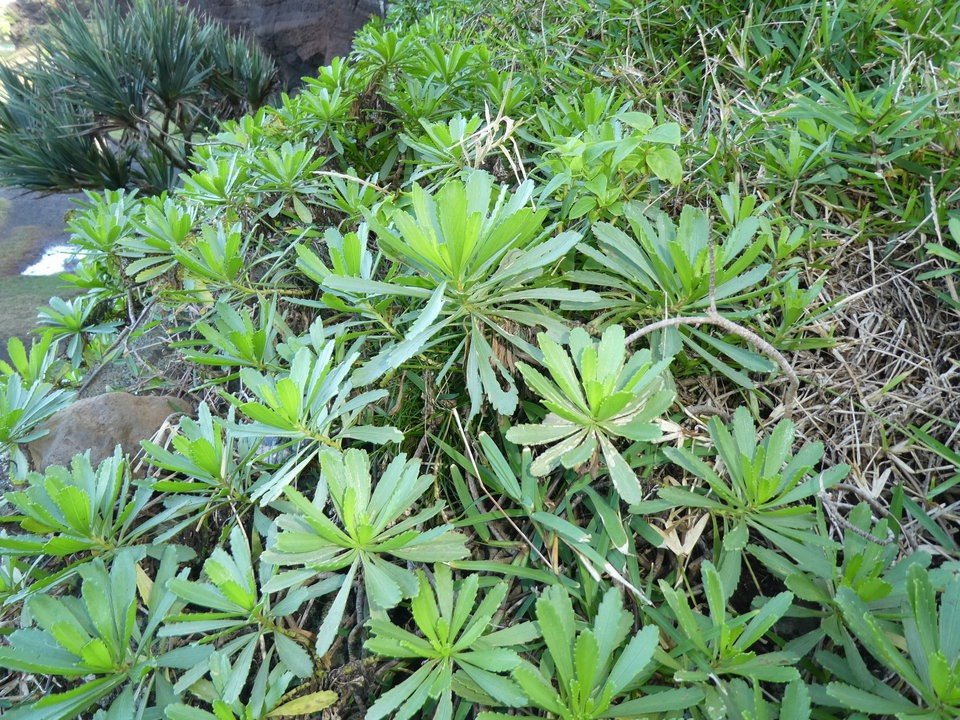 Psiadia retusa - Saliette - ASTERACEAE - Endémique Réunion