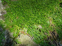 Selaginella viridula - SELAGINELLACEAE - Endémique Réunion, Maurice