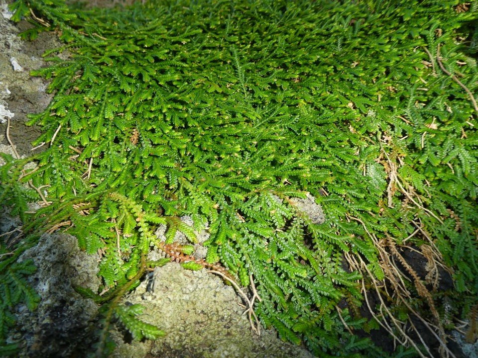 Selaginella viridula - SELAGINELLACEAE - Endémique Réunion, Maurice