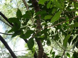 Vepris lanceolata - Patte poule St leu - RUTACEAE - Indigène Réunion